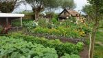 homesteading guide